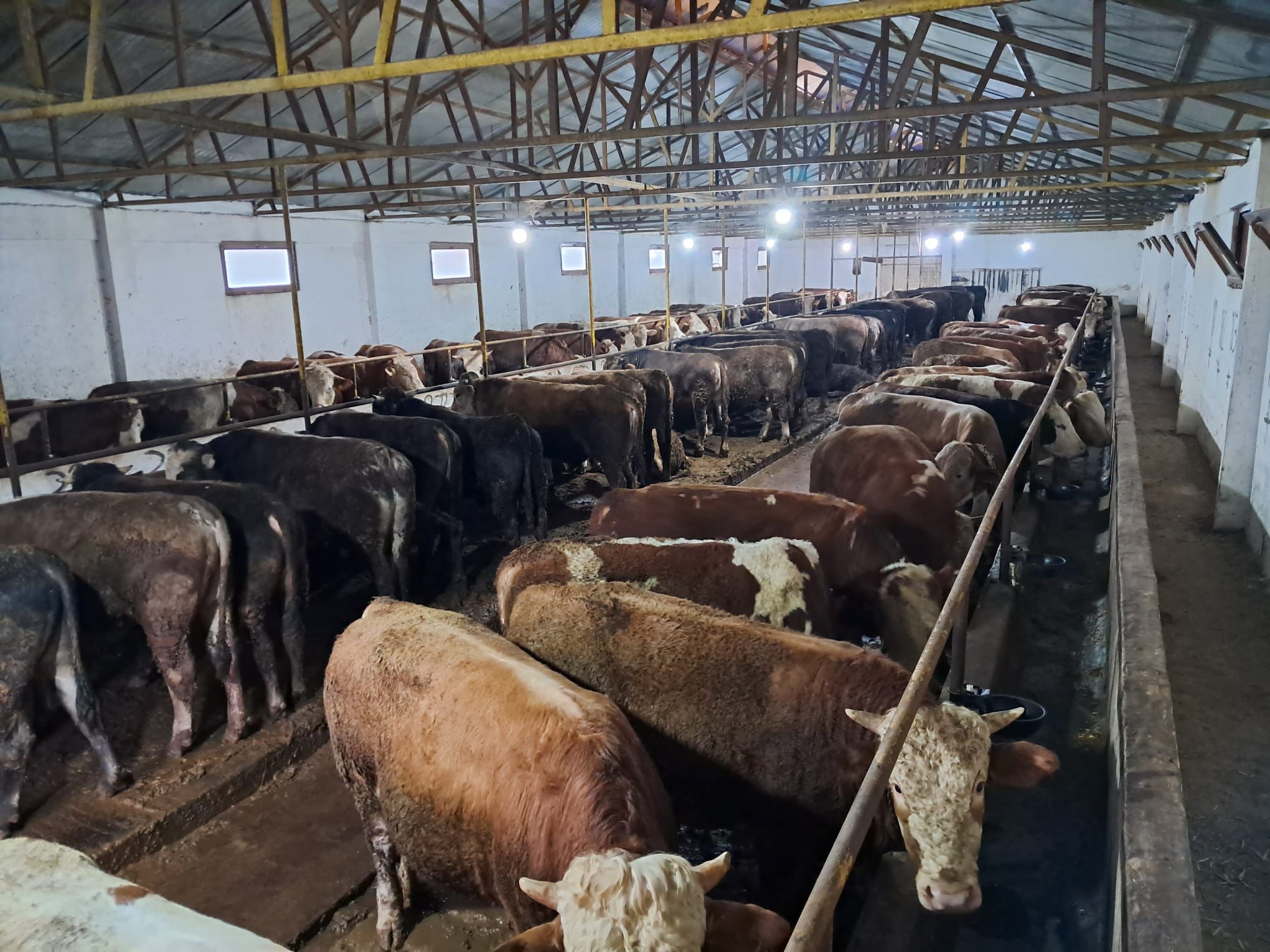 Gebze kurbanlık Holstein tosun 500 kg 2026 rezerve