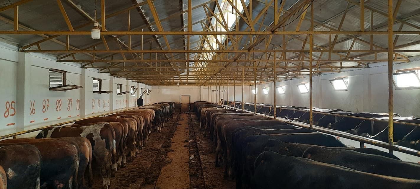 Holstein görsel 2