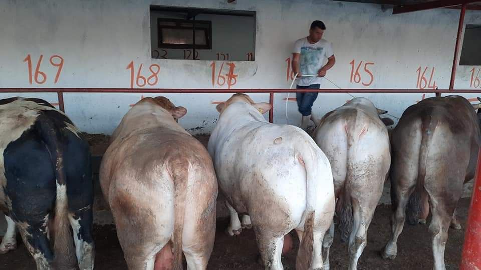 Gebze kurbanlık Şarole Charolais ırkı tosun 580 kg 2026