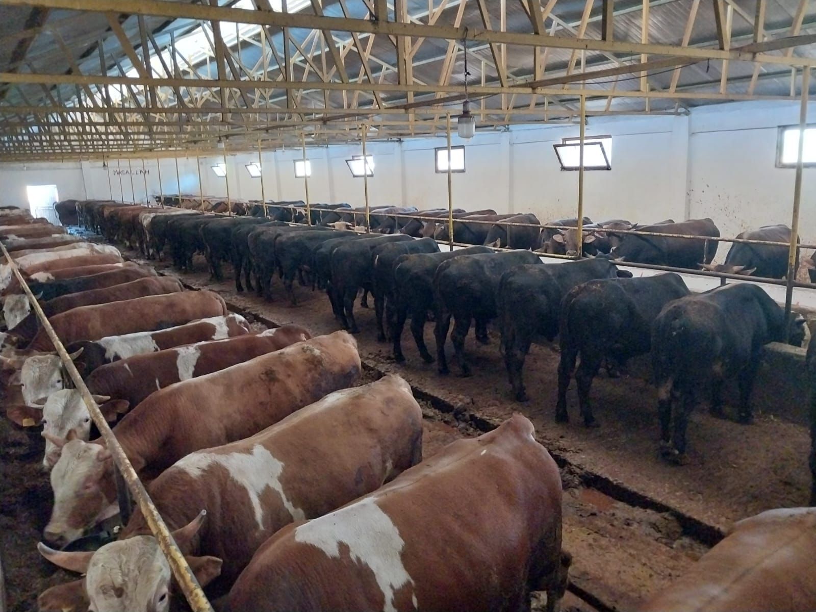 Gebze kurbanlık Angus ırkı tosun 520 kg siyah 2026