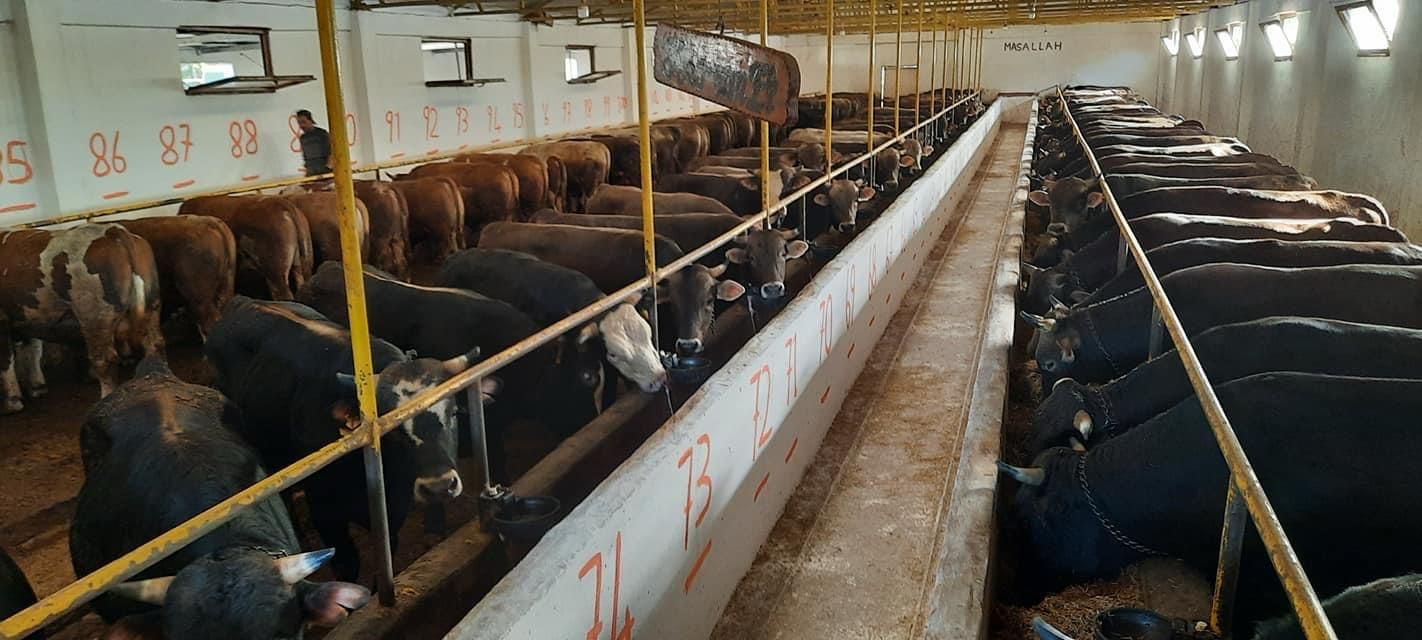 Gebze kurbanlık ahır numaralı bölmeler Simental Holstein büyükbaş
